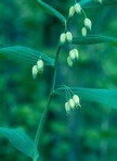 Polygonatum biflorum (Walt.) Ell.