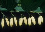Polygonatum biflorum (Walt.) Ell.