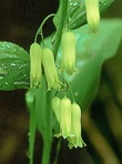 Polygonatum biflorum (Walt.) Ell. var. biflorum