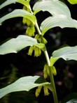Polygonatum biflorum (Walt.) Ell. var. commutatum (J.A. & J.H. Schultes) Morong