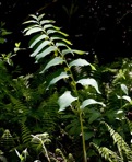 Polygonatum biflorum (Walt.) Ell. var. commutatum (J.A. & J.H. Schultes) Morong