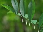 Polygonatum pubescens (Willd.) Pursh