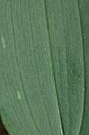 Polygonatum pubescens (Willd.) Pursh