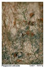 Polygonella articulata (L.) Meisn.