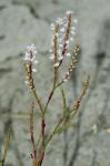 Polygonella articulata (L.) Meisn.