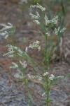 Polygonella articulata (L.) Meisn.