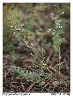 Polygonella polygama (Vent.) Engelm. & Gray var. polygama