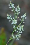 Polygonella polygama (Vent.) Engelm. & Gray var. polygama