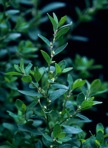 Polygonum aviculare L.