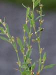 Polygonum aviculare L.