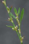 Polygonum aviculare L.