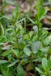 Polygonum erectum L.