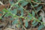 Polygonum glaucum Nutt.