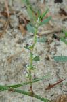 Polygonum glaucum Nutt.