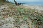 Polygonum glaucum Nutt.
