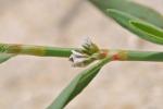 Polygonum glaucum Nutt.