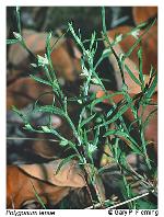 Polygonum tenue Michx.