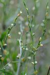 Polygonum tenue Michx.