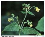Polymnia canadensis L.