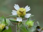 Polymnia canadensis L.