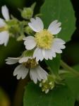 Polymnia canadensis L.