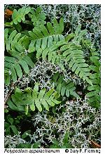 Polypodium appalachianum Haufler & Windham