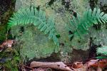 Polypodium appalachianum Haufler & Windham