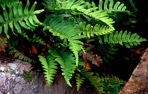 Polypodium appalachianum Haufler & Windham