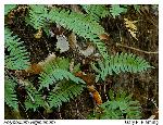 Polypodium virginianum L.