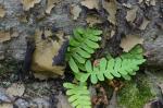 Polypodium virginianum L.