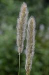 Polypogon monspeliensis (L.) Desf.