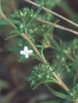 Polypremum procumbens L.