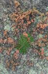 Polypremum procumbens L.