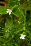 Polypremum procumbens L.