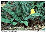 Polystichum acrostichoides (Michx.) Schott