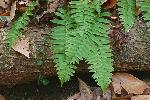 Polystichum acrostichoides (Michx.) Schott
