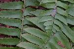 Polystichum acrostichoides (Michx.) Schott