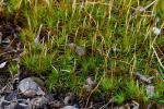 Polytrichastrum ohioense (Renauld & Cardot) G.L. Sm.