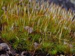 Polytrichastrum ohioense (Renauld & Cardot) G.L. Sm.