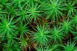 Polytrichum commune Hedwig var. commune