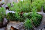 Polytrichum commune Hedwig var. commune