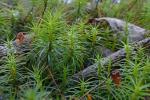 Polytrichum commune Hedwig var. commune
