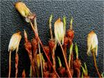 Polytrichum commune Hedwig var. commune