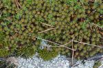 Polytrichum juniperinum Hedwig