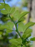 Citrus trifoliata L.
