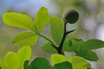 Citrus trifoliata L.