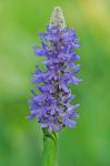 Pontederia cordata L. var. cordata