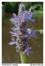 Pontederia cordata L. var. cordata