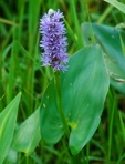 Pontederia cordata L. var. cordata