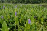 Pontederia cordata L. var. cordata